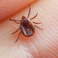 Ticks Control